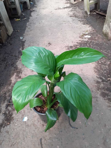 Planta De Interior Spathiphyllum Wallisii ( Espatifilio )m18
