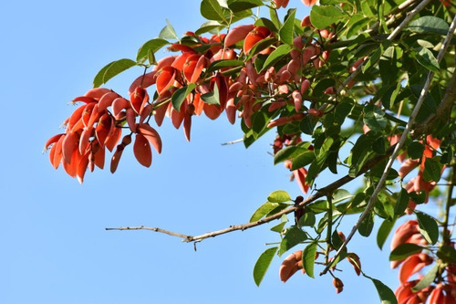 Arbol Ceibo Enano Gratis A R . M No Envio A Regiones