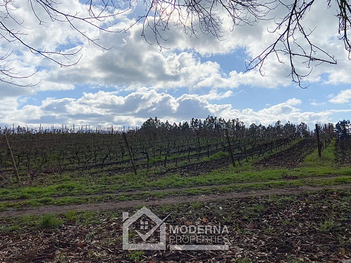 Campo 964 Ha. Con Uva, Forestal Y Forraje