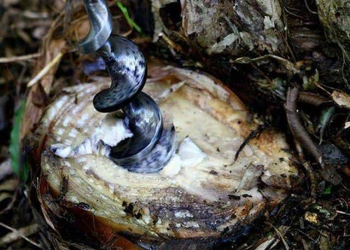 Desperfilhador Para Banana - Nova Lurdinha