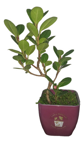 Bonsai De Ficus Panda 4 Años Maceta Plástico Pequeña