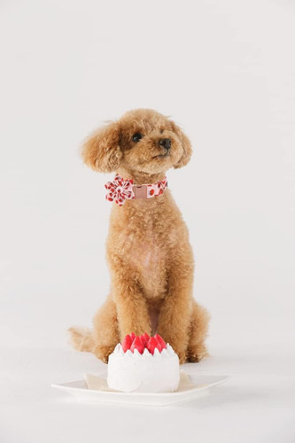 Collar Para Perro Lionet Paws Lindo Con Flores
