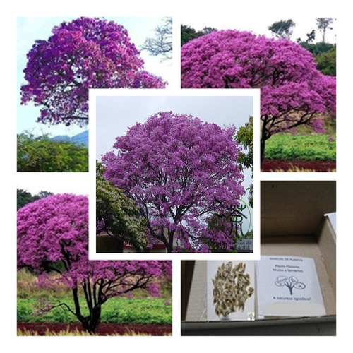 50 Sementes De Ipê Roxo Comum (tabebuia Avellanedae)