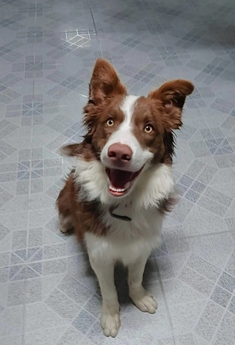 Border Collie Excepcional: Disponível Agora! 