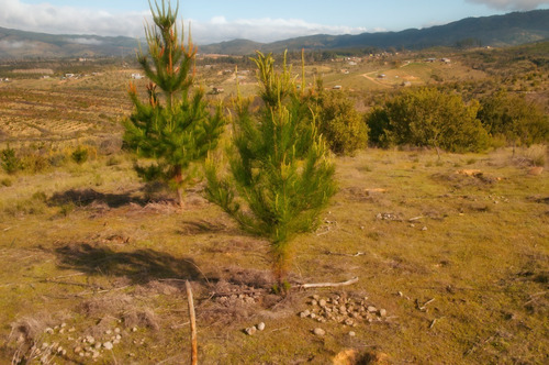 Venta Ex Fundo San Enrique, San Javier, Maule