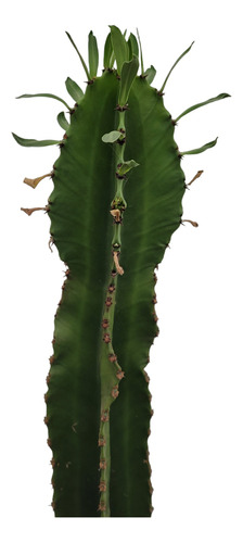 Cactus Euphorbia Candelabro. Suculenta Columnar. 50cm