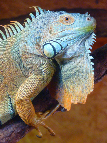 Cuadro 60x90cm Camaleon Reptil Iguana Animal Exotico M6