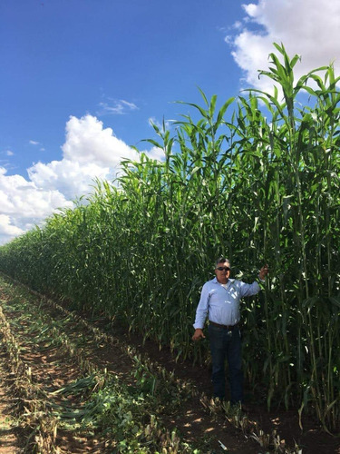 Super Sorgo Primus, Hasta 300 Ton/ha, Tratada Con Allectus