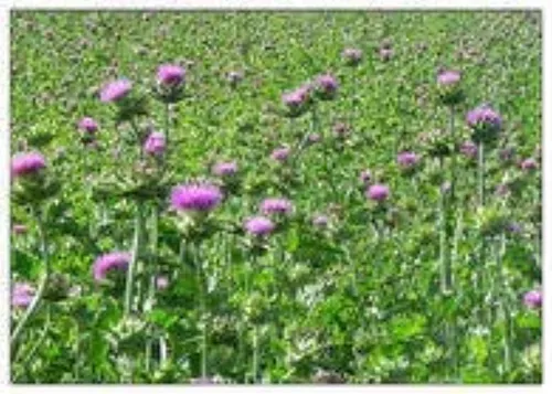 Cardo Mariano Semillas Polvo 16oz 1 Lb (silybum Marianum)