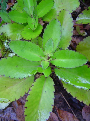70 Hojas Frescas De Kalanchoe Pinnata