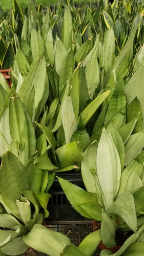 Sansevieria White Moon Fotos Reales