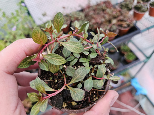 Ludwigia Red Skeleton, Musgo (Usado)