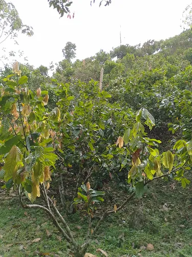 Vendo Finca En Yolombo Antioquia