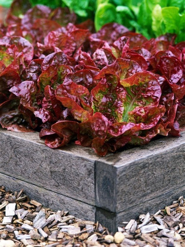 Imagen 2 de 3 de Semillas Lechuga Morada X Sobre A Toda Huerta