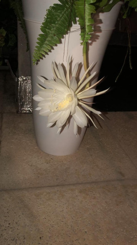 Dama De Noche,4 ,cactus Orquidea,epiphyllum O