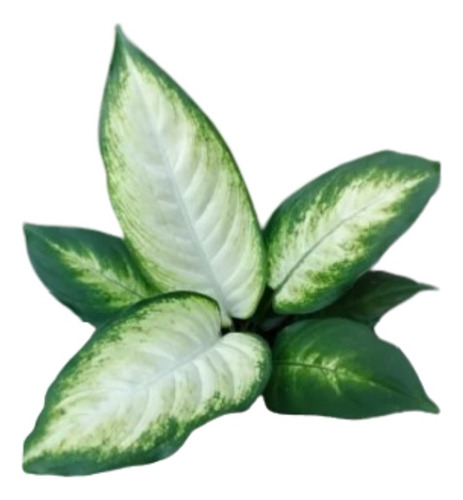 Planta Dieffenbachia Mariana - Planta De Interior 