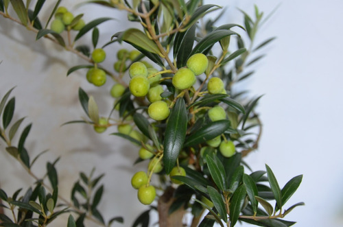 Olivos De Un Metro De Alt. Con Copa Y Frutos- Var. Arbequina