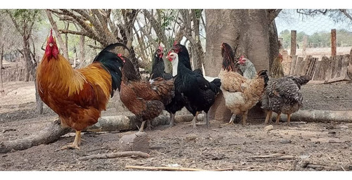 Huevos Fértiles De Gallina Doble Propósito Grande 2 Maples