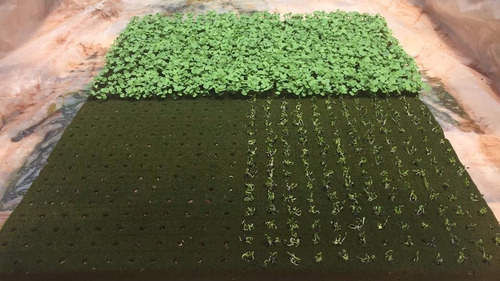 Espuma Fenólica Placa Com 345 Celulas Para Hidroponia