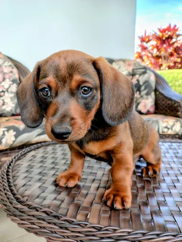 Filhote Dachshund Macho (mini)