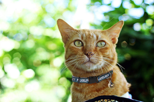 Pets First Collar Para Gatos De La Nfl Philadelphia Eagles
