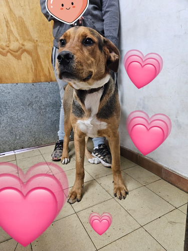 Cachorrona Sacha, 1 Añito, Preciosura 100%, Leer Y Responder
