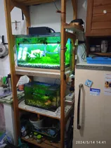 Comprar 2 Peceras Completas, Con Varios Peces Y Rack De Madera P\u002F4