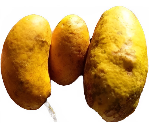 Arbolito De Zapote Niño Uspi Olosapo Couepia Polyandrae