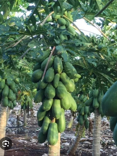 Papaya Maradol Semillas 400 Semillas Alta Producion