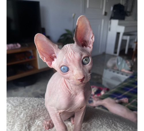 Gato Esfinges Sphynx Medellín Colombia