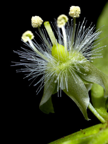 Sementes De Vassourinha Doce Tapixaba Scoparia Dulcis L