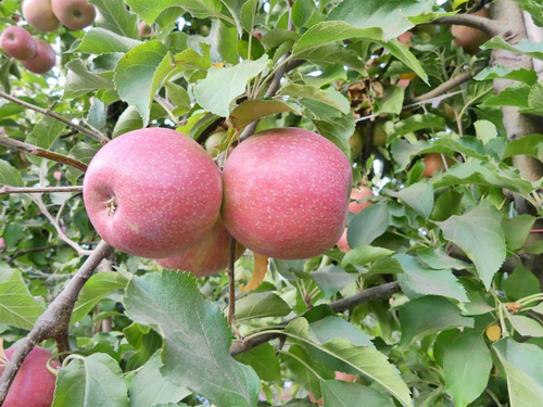 Campo Frutícola En Venta En Linares