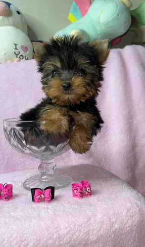 Imagen 4 de 5 de Yorkshire Terrier Mini Macho