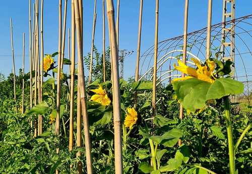 Caña De Bambú De 5m Para Tutores Y Decoración De Jardín Verde 2.5m