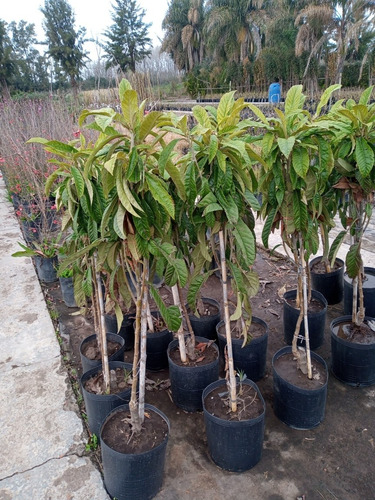 Imagen 2 de 7 de Níspero Árbol Injertado - Envío Gratis A Caba Y Gba