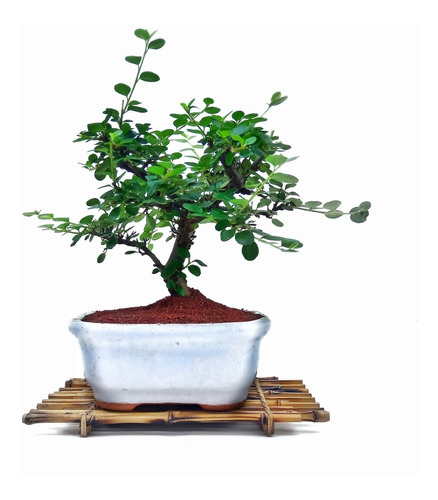 Bonsai Planta Cotoneaster Dammeri 12 Año Maceta Esmaltada N4