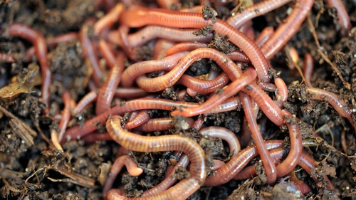 Núcleo De 500 Lombrices Rojas Californianas