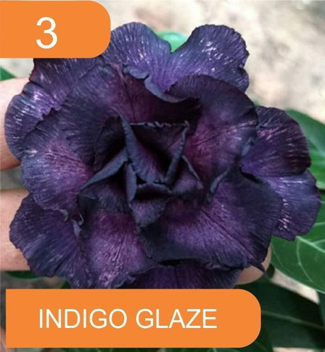 Imagem 4 de 10 de 4 Rosas Do Deserto Enxertada Preta Branca Vermelha E Amarela