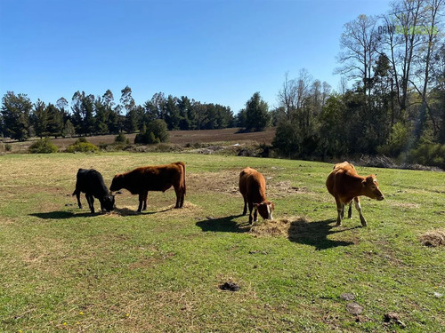 Agrícola En Venta En Fresia