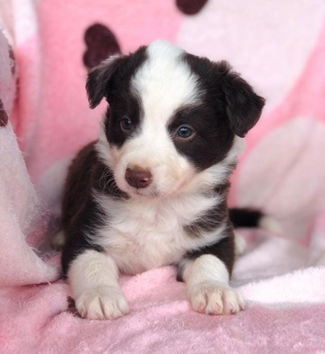 Cachorros Border Collie