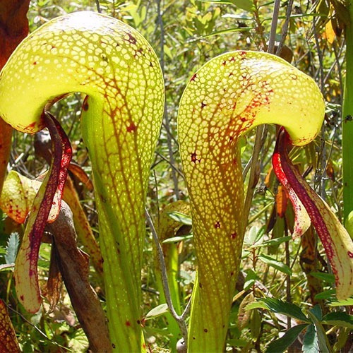 Sementes Planta Carnivora Darlingtonia Californica P/ Muda