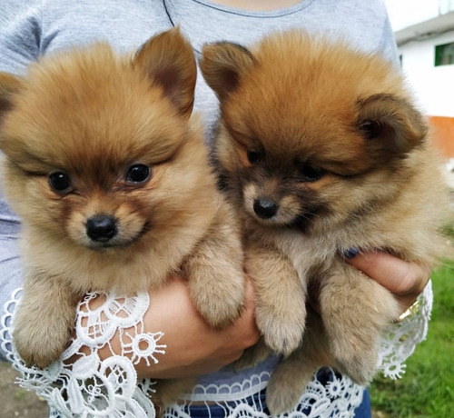 Minis Pomerania  Cali Bogota Medellin Barranquilla