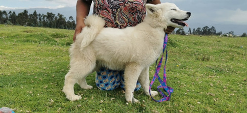 Vendo Perrita Husky Con Alaska De 7 Meses