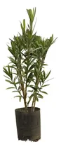 Comprar Laurel De Flor (laurel De Jardín, Adelfa) 10 Lts  X 50 Un 