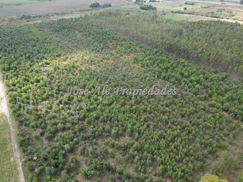 En Venta Campo De 8 Ha Y 8 Hectáreas Y 7883 Metros En Radia