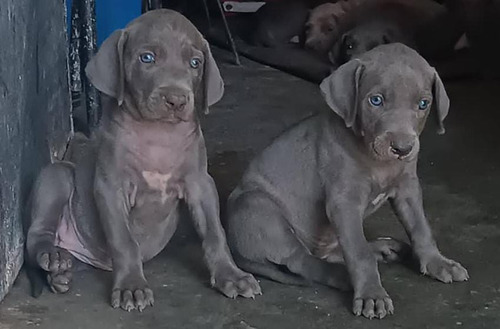 Lindos Cachorros Weimaraner.