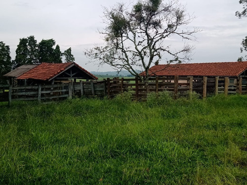 Sítio 20 Alqueires Planta 14 Alqueires,terra Vermelha,localizaçãotop,3,5 Km Do Asfalto,casa Simples,rico Em Agua,boa Estrutura - St00054 - 69181104