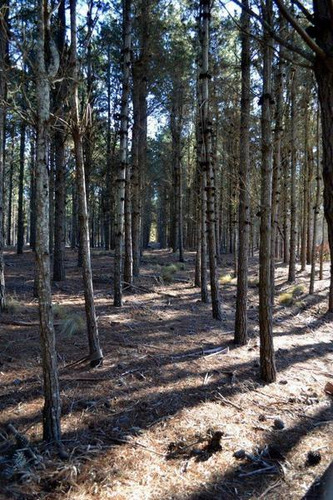 Imagen 10 de 25 de Venta - Lote Con Vista A Laguna Y Bosque En Viilla Robles - Barrio Cerrado