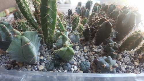 Mix De 30 Cactus Pequeñitos