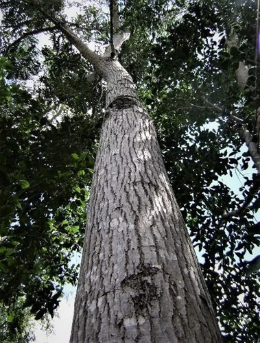 250 Semillas De Cedro Rojo Americano Cedrela Odorata
